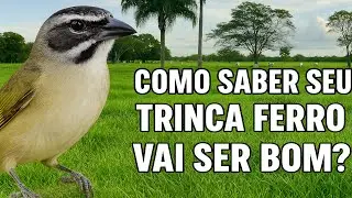 COMO SABER SEU SEU TRINCA FERRO VAI SER BOM?
