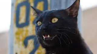 Котэ, котэ, котэ, котэ, котейкаааа вперёд!