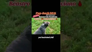 Limited Slots on a Pup-Back option available