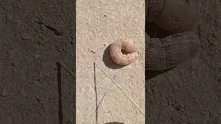 Гусеница-мутант🐛😱
