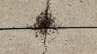 Ants!