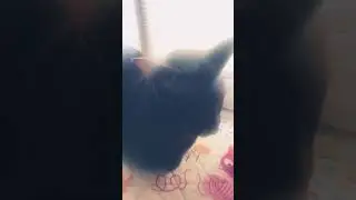 ❤️орики❤️