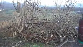 Омолаживающая обрезка старого куста фундука