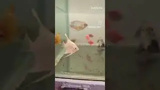 Freshwater Aquarium Fishes