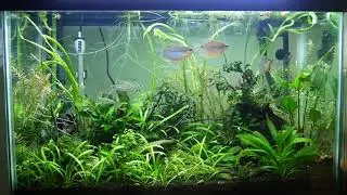 29g Planted Tank