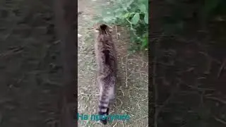 Мурзик счастливый