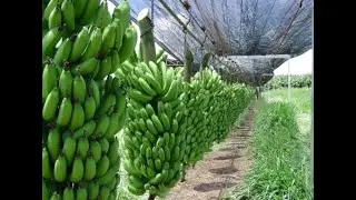 MODERN BANANA CULTIVATION | PACKAGING & MARKETING