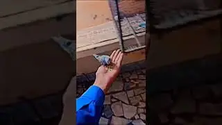 My new parrot