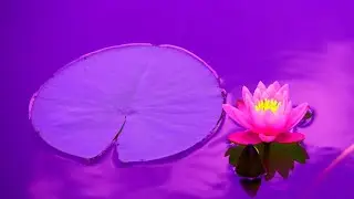 Beautiful Relaxing Music for Stress Relief | Calm Your Anxiety With This Positive Meditation Music