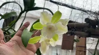 ONLY BEAUTIFUL FLOWERS ON THIS TOUR OF THE JD Orquídeas ORCHIDARY
