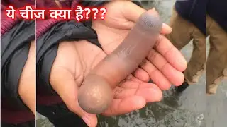 99% लोगों को ये नहीं पता होगा | Amazing facts | penis fish |Random facts Ep - 1