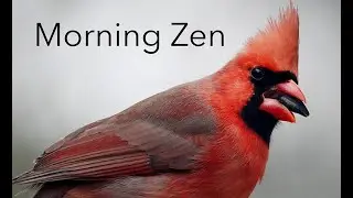 Morning Zen