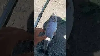 Իշխանի ձկնորսություն:)