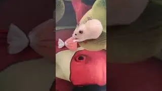 🐹 Hamster escape from cage and walking in the house 🏡