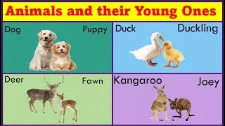 15 Animals and their Young Ones name with Pictures || Animals and their babies || Animals video ||