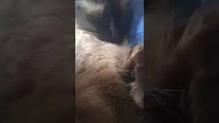 #cat