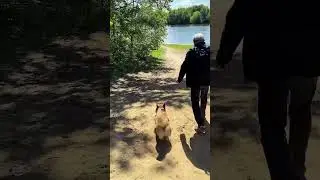 Теперь я знаю, как правильно стимулировать супруга погулять с собакой