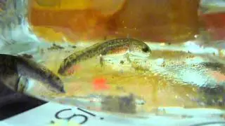 Salamander larvae hunting Sea Monkeys