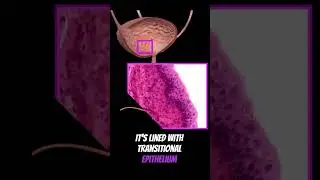 Your Urinary System in 1 Minute #shorts