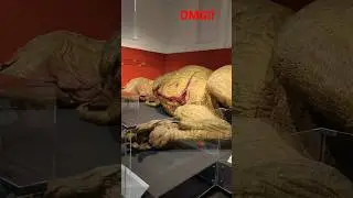 Worlds first dead T-Rex 