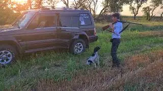 Английский пойнтер