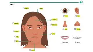 FACE VOCABULARY