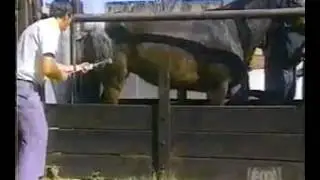 Нокаут !! Knockout !! Не подходи Сзади к лошади !!!