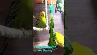 Happy Parakeet on Swing, #shorts Cute Budgies Chirping. #birds #pet #funny