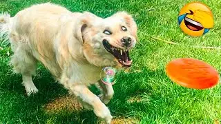 Untitled Funny cats and dogs video #23 🤣