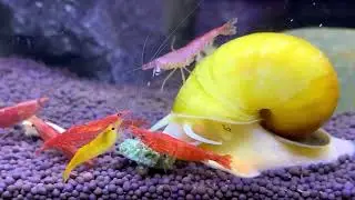Улитка ампулярия ужинает с креветками черри