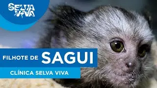 Filhote de Sagui