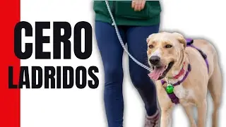PERRO TRANQUILO en 3 PASOS (Basta de agresividad y reactividad)
