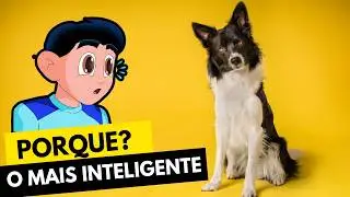 Border Collie - Porque ele é o cachorro mais inteligente do mundo