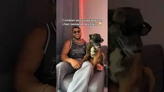 Il ne s’arrête jamais 🥰🤭 #chien #nino #malinois #ninolemalou ￼