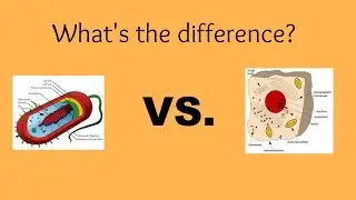 Types of cells