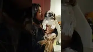 ज्योतिषी कुत्ता ।। astrologer dog . क्या कुत्ता राजनीतिक भविष्य सच में बताता है।।