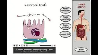 Trávení, část 23: Tenké střevo - resorpce lipidů
