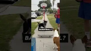 Showing Dog Tricks for Scared Kid! (via: dogfather360/IG) 