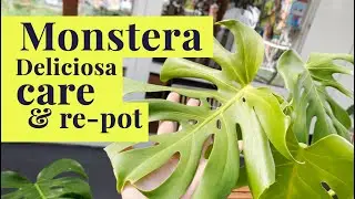 🌿 Mastering Monstera: Care & Repotting 🌿