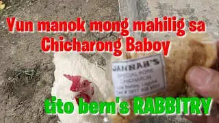 Yun manok mong mahilig sa Chicharong Baboy | tito bern's Rabbitry