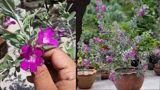 Update of my Texas Sage Plant After 4 months of Repotting🌿🌼 | The Imperfect Channel