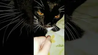 У меня разозлилась кошка что делать ааааа 