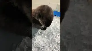 Joey and his Ice Cube Treasure