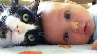 Søte Katter Og Hunder Elsker Babyer. Kompilering 2015 [Nye Hd]