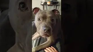 Pitbull Cries Because He Doesn't Want To Sleep