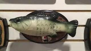 Chinese fake Billy Bass 15 year edition
