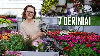 Vazoniniai augalai: sukūriau 7 derinius, pasisemkite idėjų balkonui ar terasai