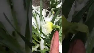 Зима нас не покидає