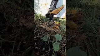 high-heeled boots crush persimmons and cacti