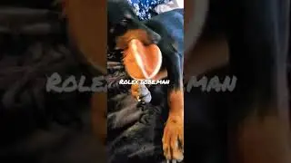 #Doberman